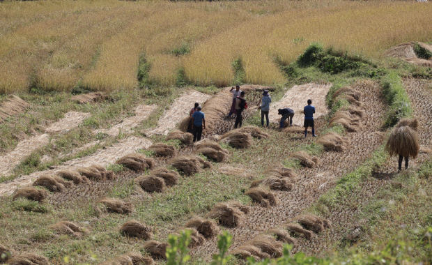 Boost in crop yields offers respite to agriculture sector